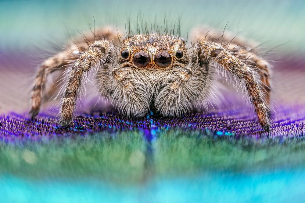 Laowa 25 mm f/2,8 zdjęcie przykładowe ogniskowa przysłona ostrość pierścienie optyka soczewki powłoki montaż bagnet światło jasność zoom filtry waga silnik stabilizacja