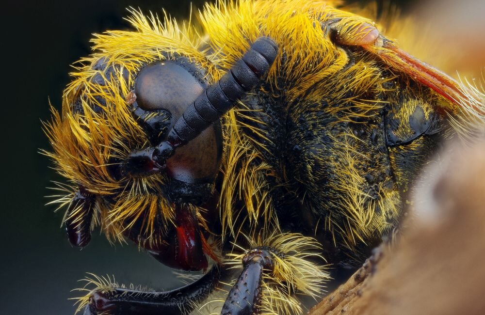 Laowa 25 mm f/2,8 widok z boku ogniskowa przysłona ostrość pierścienie optyka soczewki powłoki montaż bagnet światło jasność zoom filtry waga silnik stabilizacja