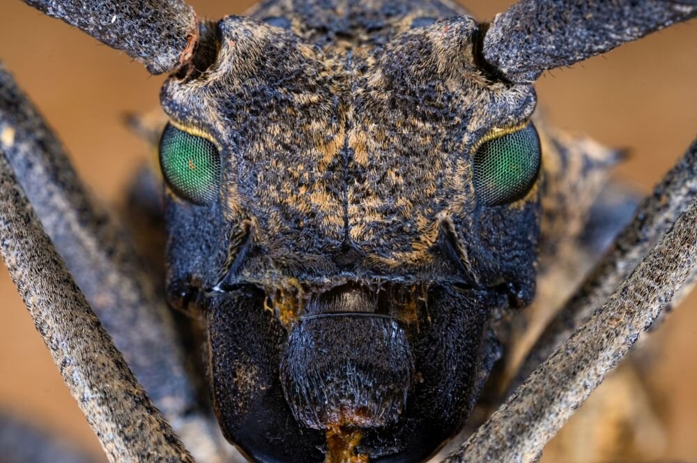 Obiektyw Laowa 65 mm f/2,8 2x Ultra Macro APO zdjęcie przykładowe ogniskowa przysłona ostrość pierścienie optyka soczewki powłoki montaż bagnet światło jasność zoom filtry waga silnik stabilizacja