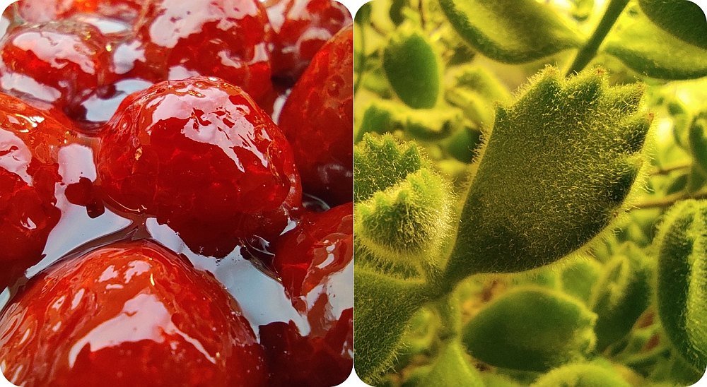 Smartfon XIAOMI Redmi Note 9S makro closeup zbliżenie
