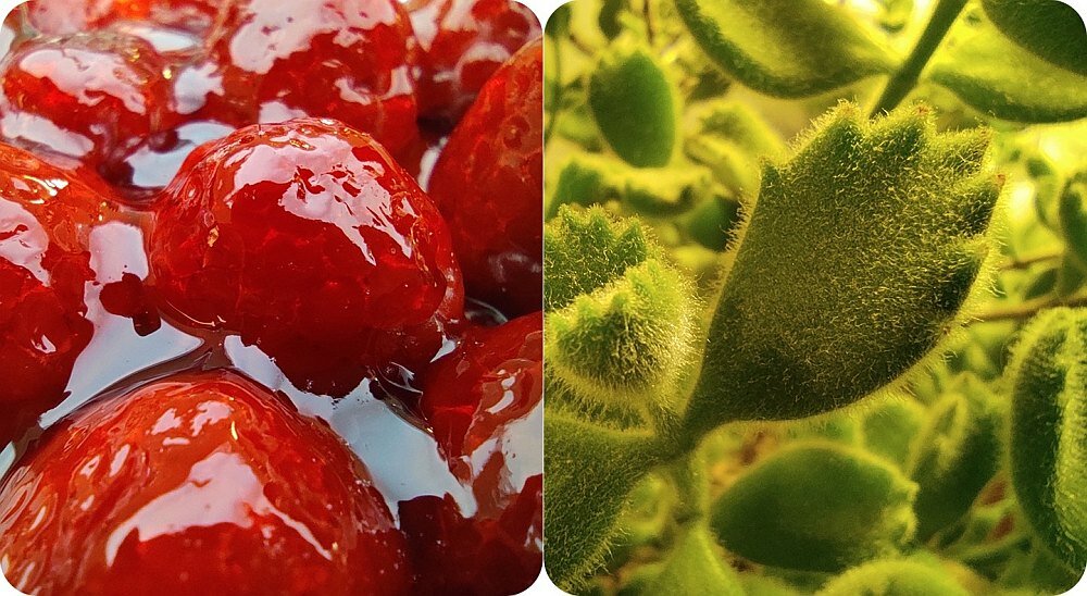Smartfon XIAOMI Redmi Note 9S makro closeup zbliżenie
