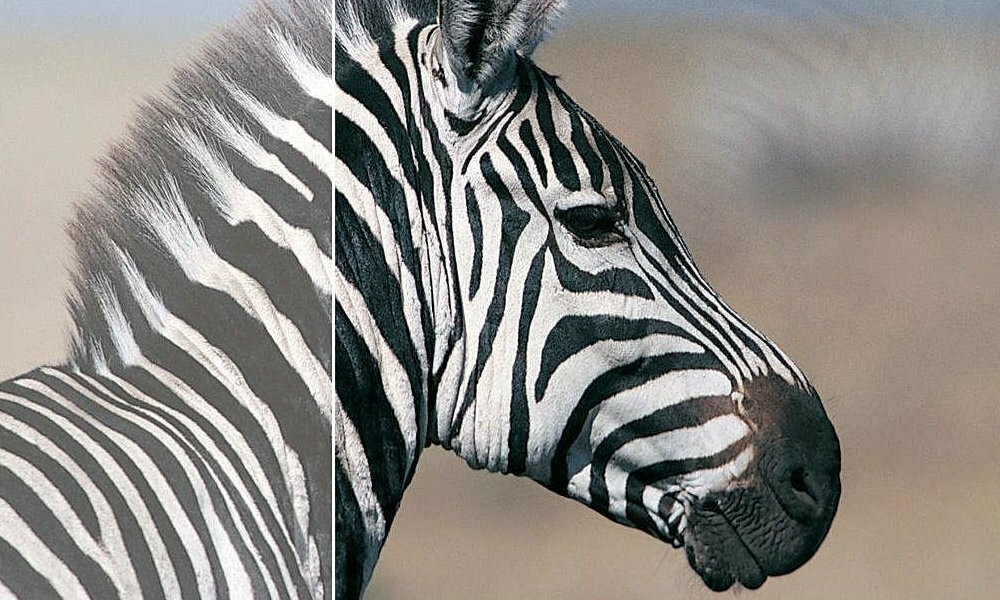 242B1V zebra