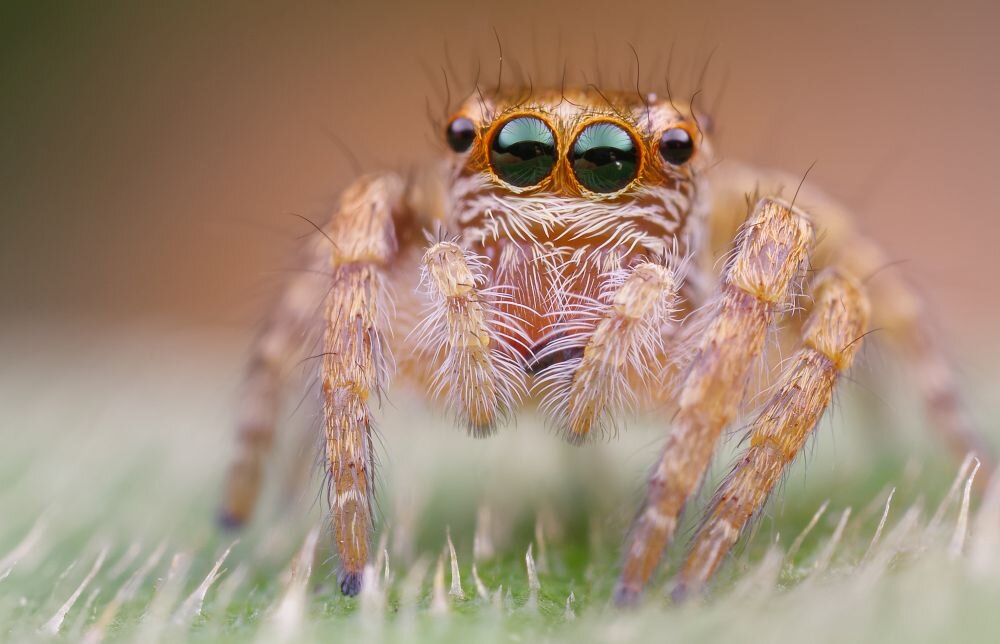 Laowa 25 mm f/2,8 zdjęcie przykładowe ogniskowa przysłona ostrość pierścienie optyka soczewki powłoki montaż bagnet światło jasność zoom filtry waga silnik stabilizacja