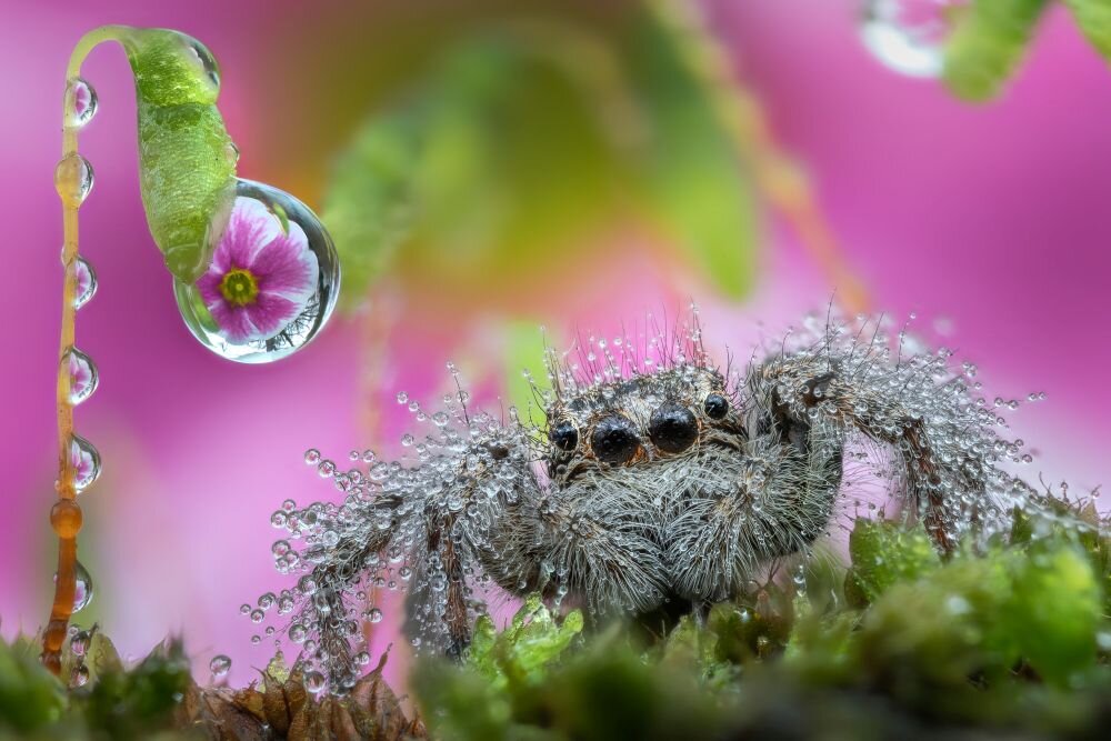 Laowa 25 mm f/2,8 zdjęcie przykładowe ogniskowa przysłona ostrość pierścienie optyka soczewki powłoki montaż bagnet światło jasność zoom filtry waga silnik stabilizacja