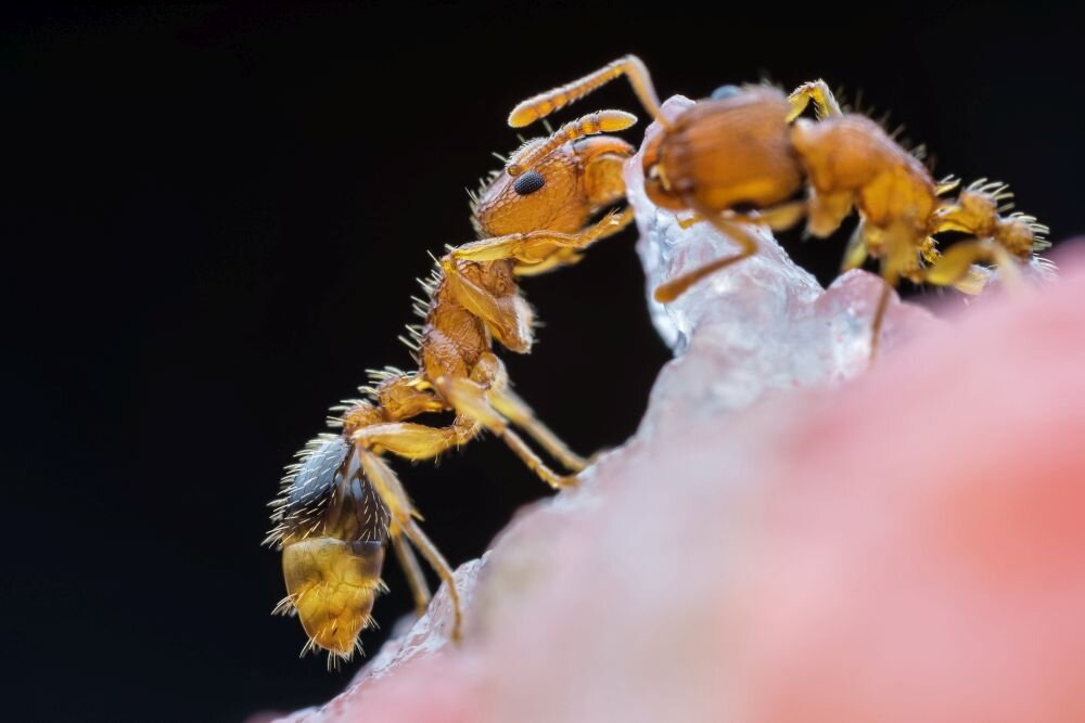 Laowa 25 mm f/2,8 zdjęcie przykładowe ogniskowa przysłona ostrość pierścienie optyka soczewki powłoki montaż bagnet światło jasność zoom filtry waga silnik stabilizacja