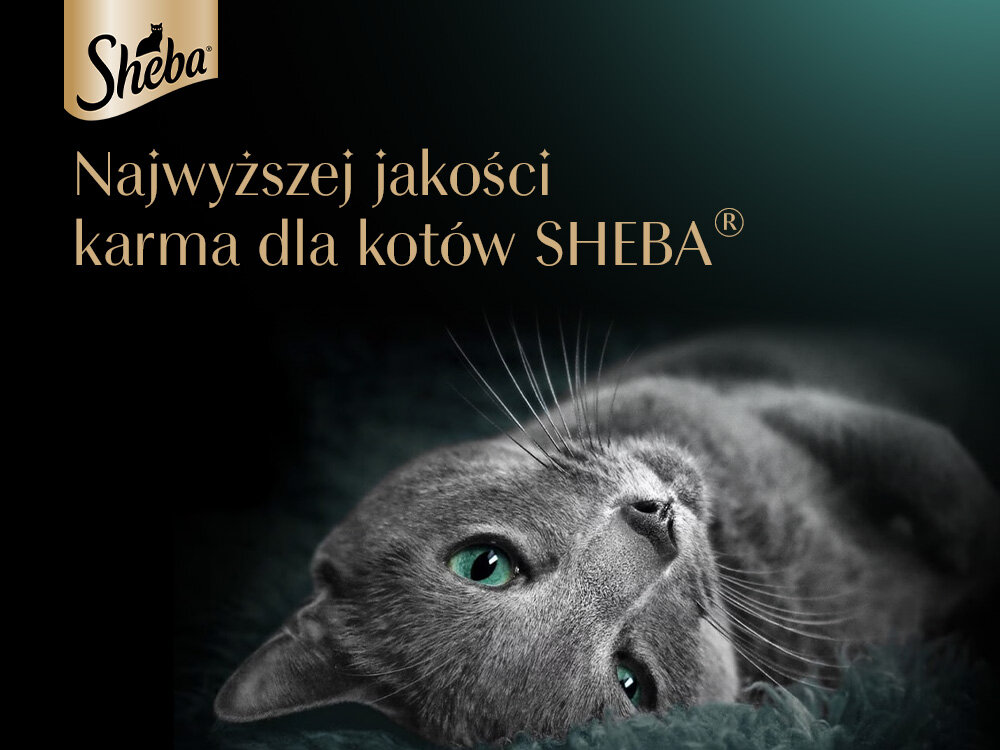 Karma dla kota SHEBA Selection in Sauce Rybne Smaki (4 x 85 g) grafika z kotem i napisem karma dla kotów sheba