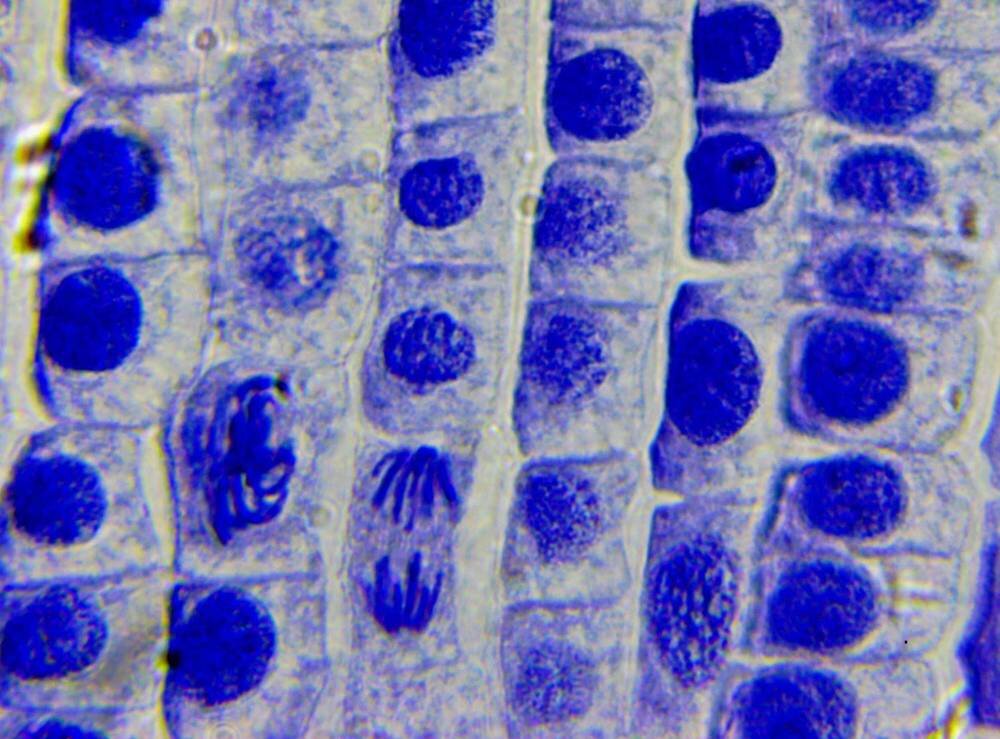 Mikroskop DELTA OPTICAL Genetic Pro Bino możliwości