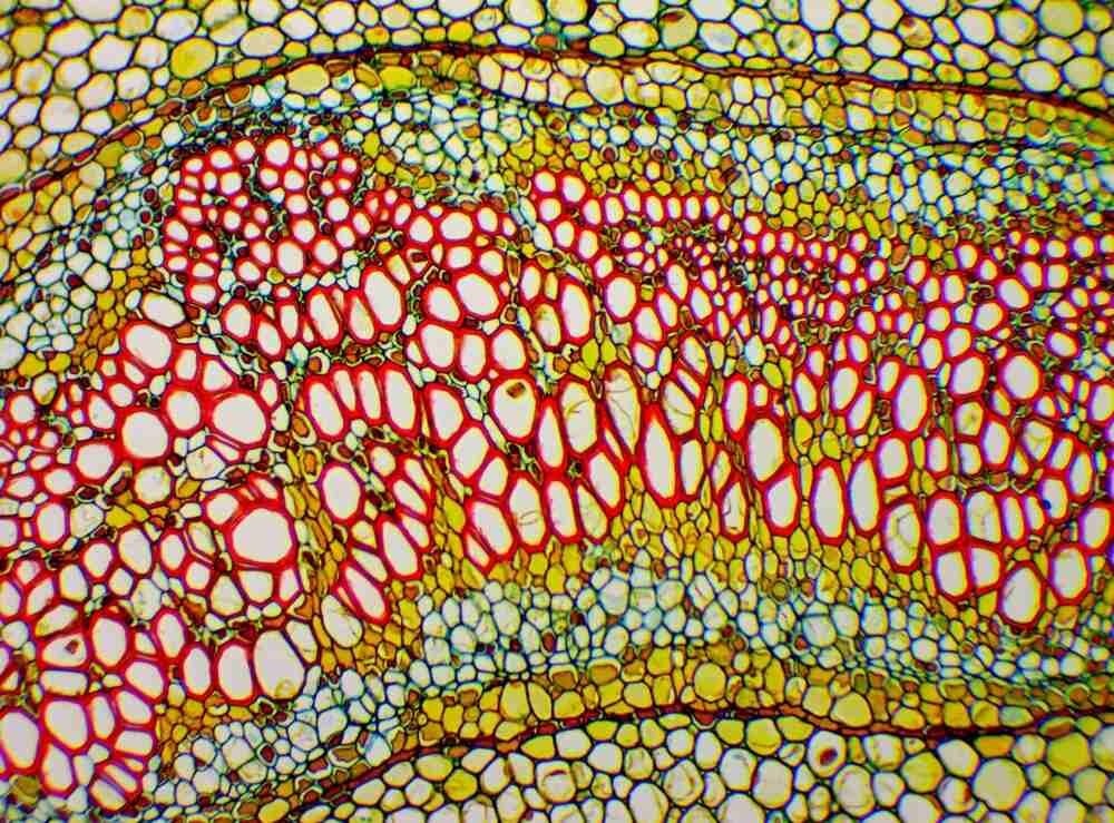 Mikroskop DELTA OPTICAL Genetic Pro Bino cechy