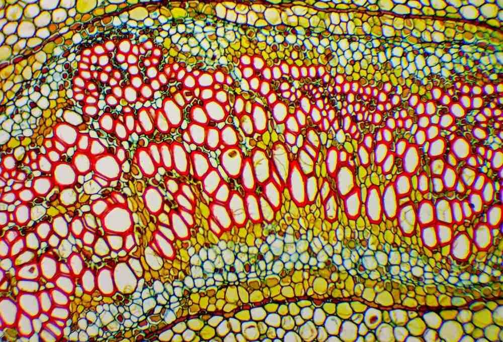 Mikroskop Delta Optical Genetic Pro Trino zasilanie