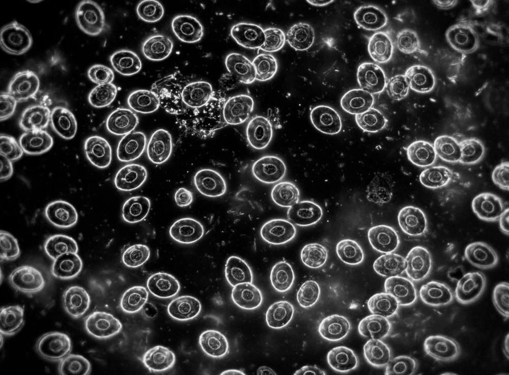 Mikroskop Delta Optical Genetic Pro Trino precyzyjny