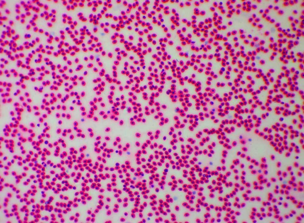 Mikroskop Delta Optical Genetic Pro Trino obiektywy
