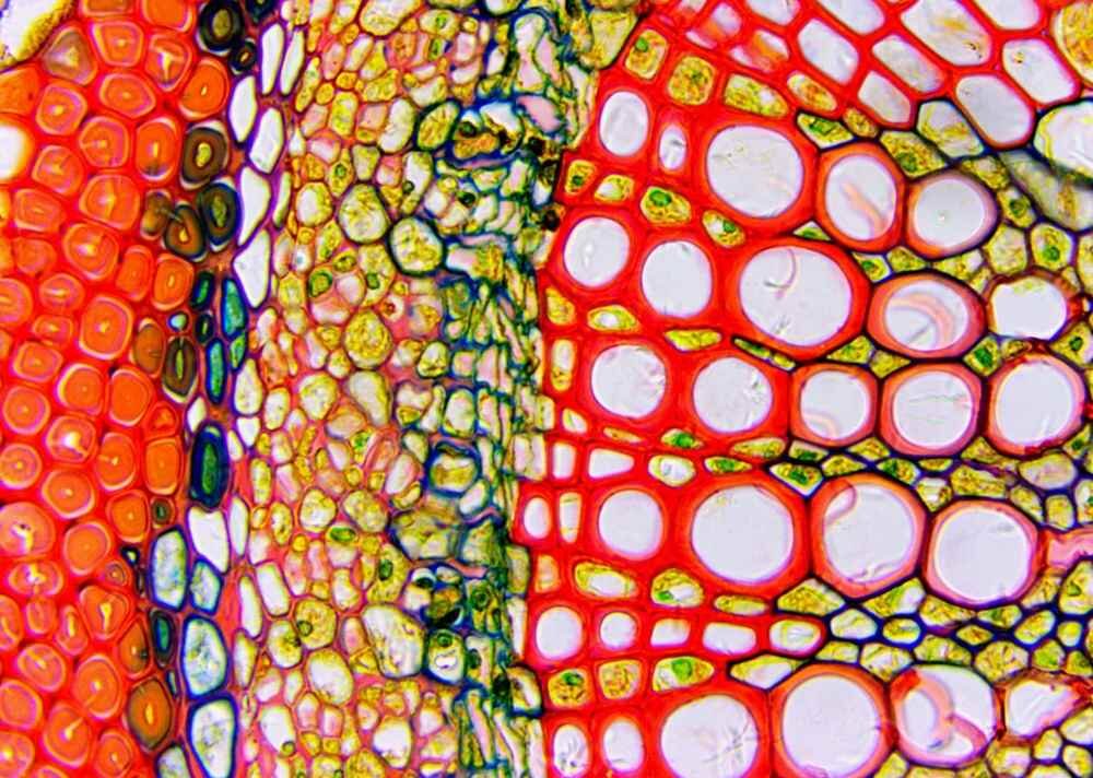 Mikroskop Delta Optical Genetic Pro Trino możliwości