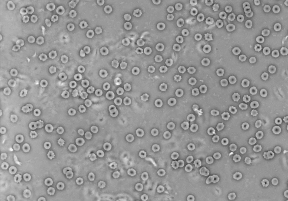 Mikroskop Delta Optical Genetic Pro Trino Kompatybilność
