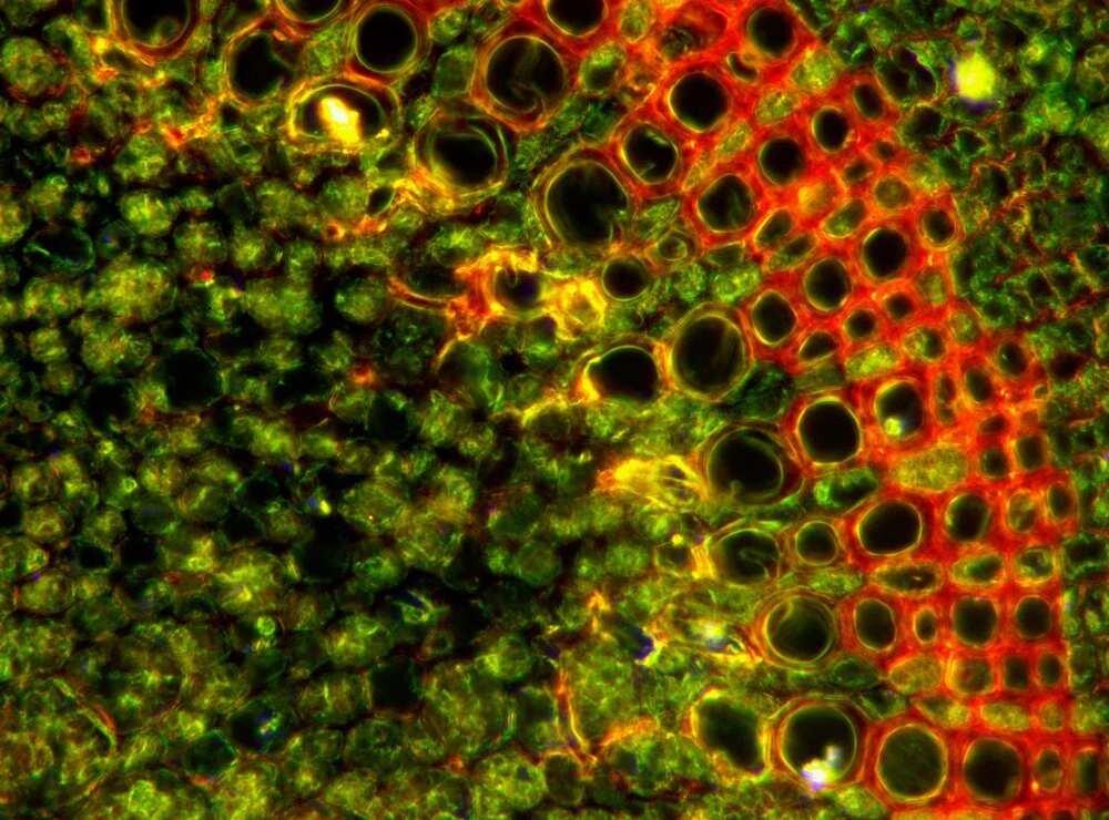 Mikroskop DELTA OPTICAL Genetic Pro Mono Wszechstronny