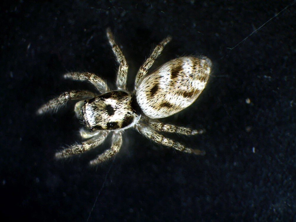 Mikroskop DELTA OPTICAL Discovery 30 pajączek  