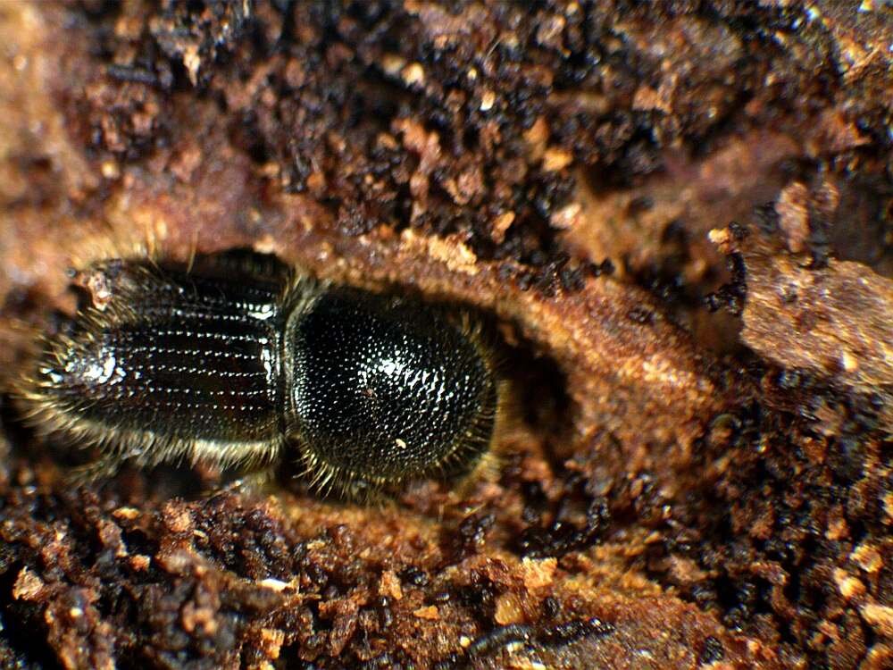 Mikroskop DELTA OPTICAL Discovery 30  owad 