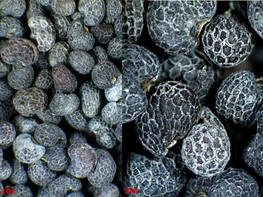 Mikroskop DELTA OPTICAL Discovery 30 jajka owadów  