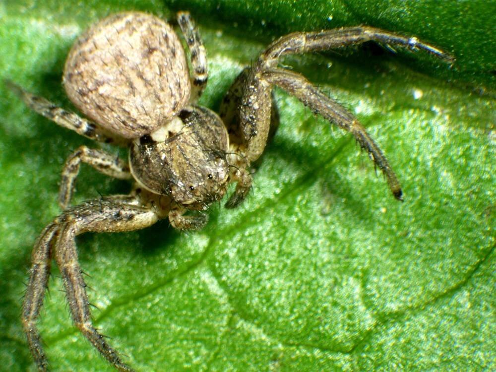 Mikroskop DELTA OPTICAL Discovery 30  pająk na liściu 