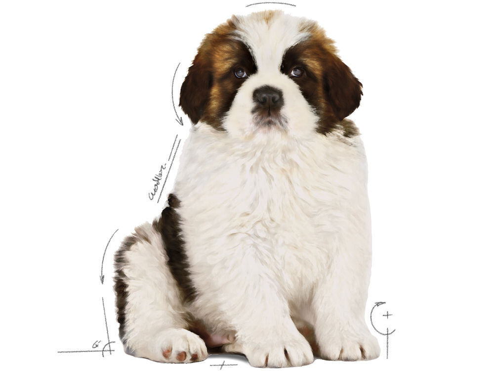 Karma dla psa ROYAL CANIN BHN Golden Retriever Puppy 3 kg zalecenia żywieniowe grafika ze szczenięciem shih tsu