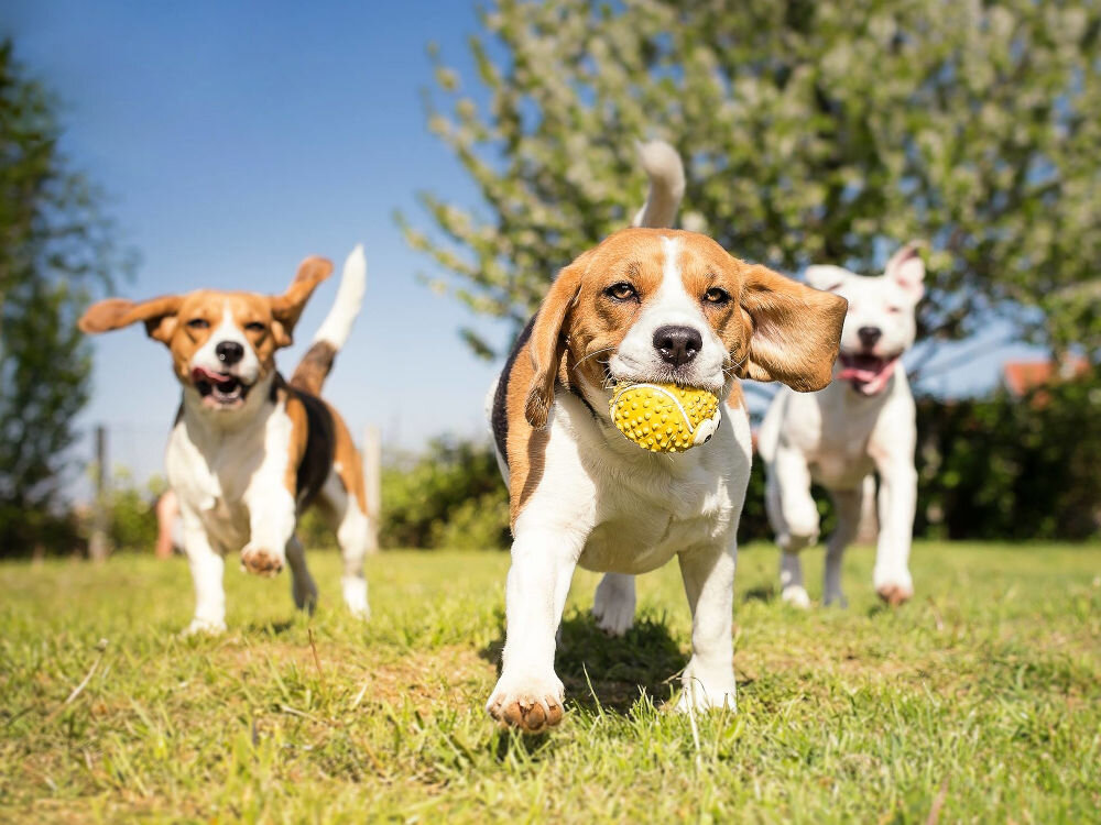 Karma dla psa BRIT Fresh Turkey Indyk z groszkiem 2,5 kg składniki kaloryczność