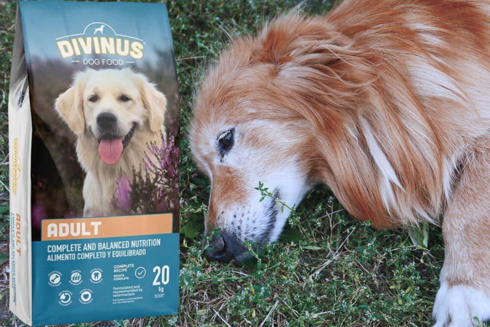 Karma dla psa DIVINUS Adult Mięsny 20 kg dawkowanie analiza sklad