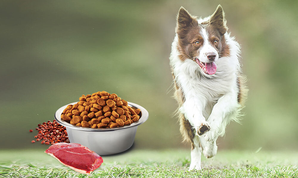 Karma dla psa Karma dla psa FARMINA N&D Quinoa Skin & Coat Przepiórka 7 kg naturalne składniki wielkość krokietów