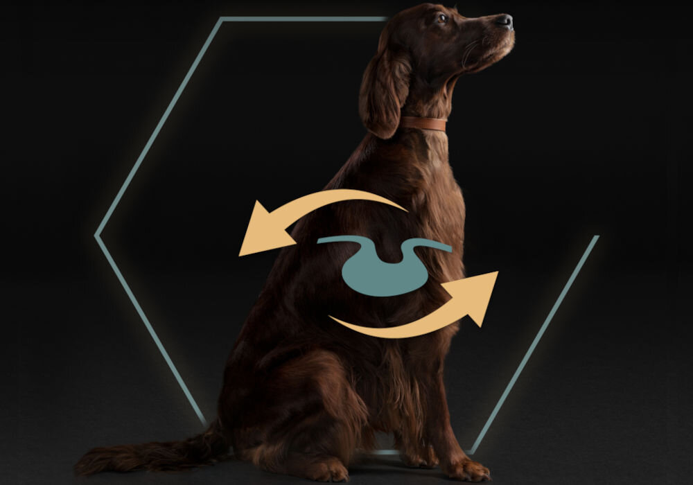 Karma dla psa PURINA Pro Plan Sensitive Digestion Jagnięcina 14 kg sklad zywienie