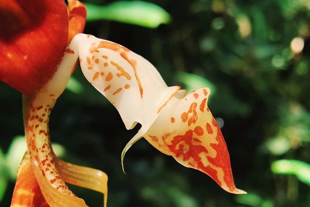 Smartfon ONEPLUS 8 Pro makro zdjęcia fotografia zbliżenia closeup ostrość autofocus ogniskowa