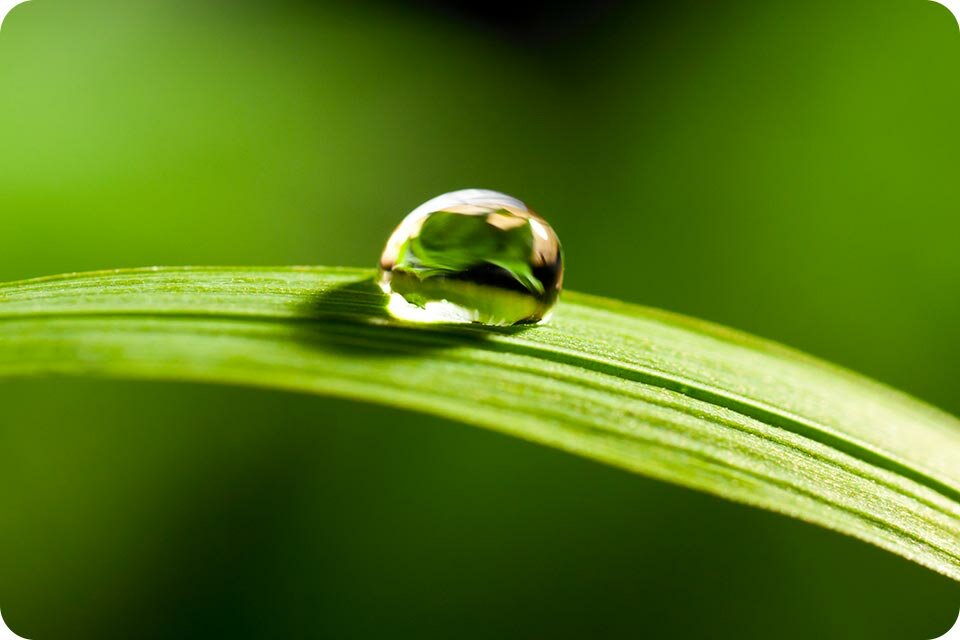 Mała kropla wody na liściu Mała kropla wody na liściu