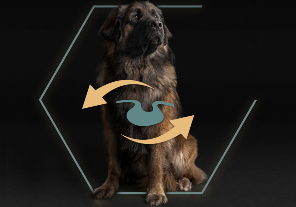 Karma dla psa PURINA Pro Plan Sensitive Digestion Jagnięcina 14 kg sklad zywienie