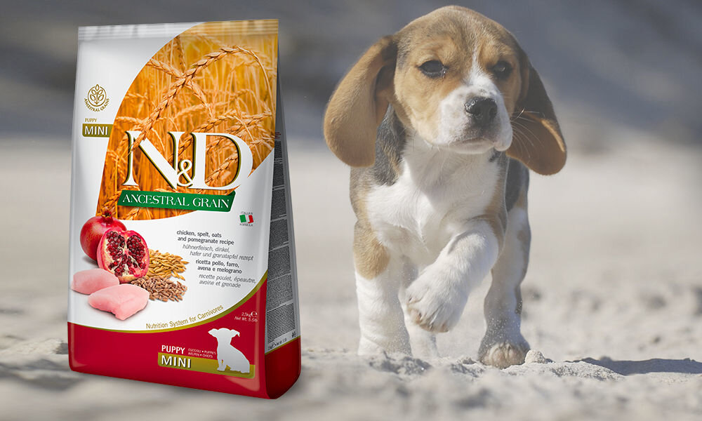 Karma dla psa FARMINA Ancestral Grain Puppy Mini Kurczak, orkisz, owies, owoc granatu 7 kg dawkowanie analiza sklad