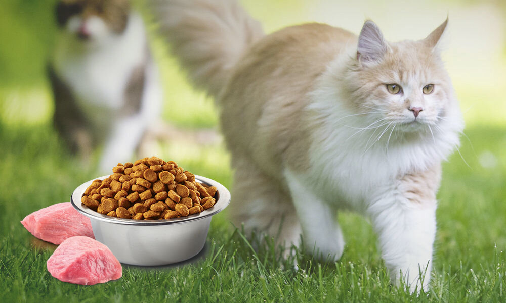 Karma dla kota FARMINA N&D Prime Jagnięcina z borówką 5 kg naturalne składniki wielkość krokietów