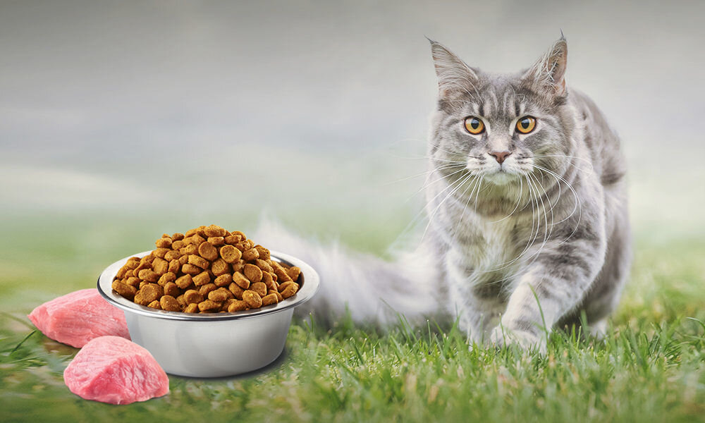 Karma dla kota FARMINA N&D Prime Jagnięcina z borówką 5 kg witaminy pierwiastki aminokwasy