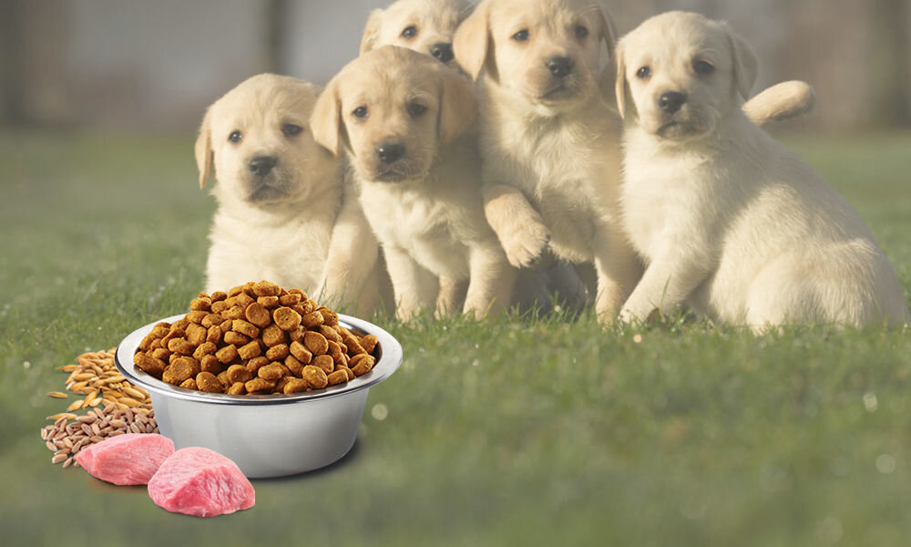 Karma dla psa FARMINA N&D Ancestral Grain Jagnięcina z borówką Puppy Mini 7 kg naturalne składniki wielkość krokietów