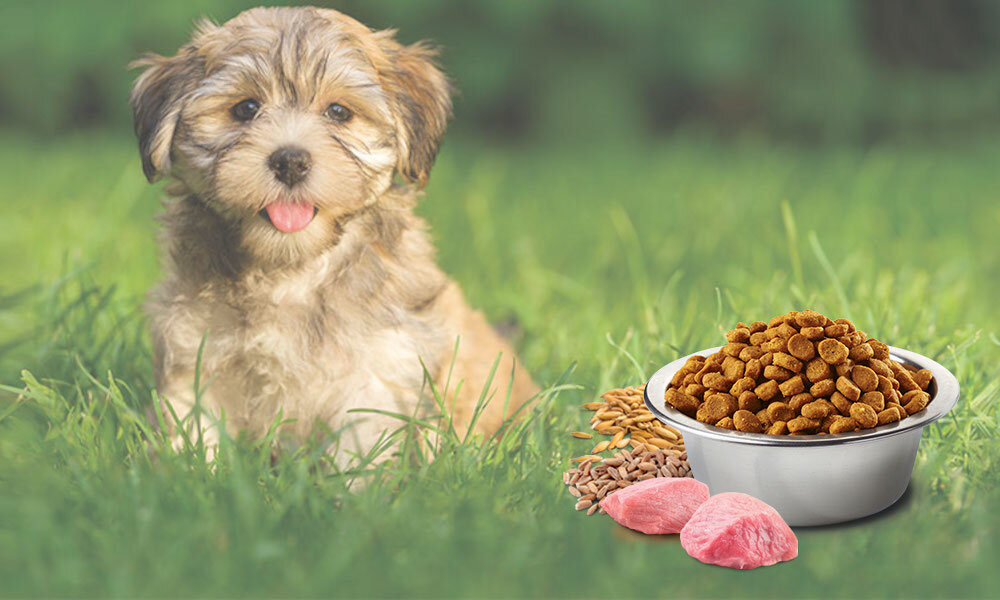 Karma dla psa FARMINA N&D Ancestral Grain Jagnięcina z borówką Puppy Medium&Maxi 7 kg witaminy pierwiastki aminokwasy