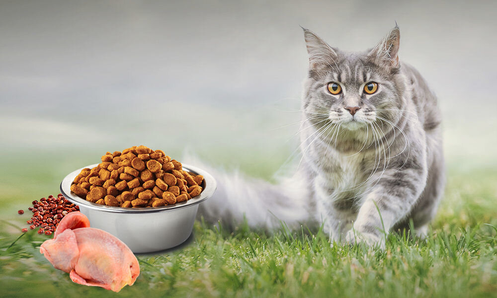 Karma dla kota FARMINA N&D Quinoa Przepiórka z komosą ryżową z kokosem i kurkumą 5 kg witaminy pierwiastki aminokwasy