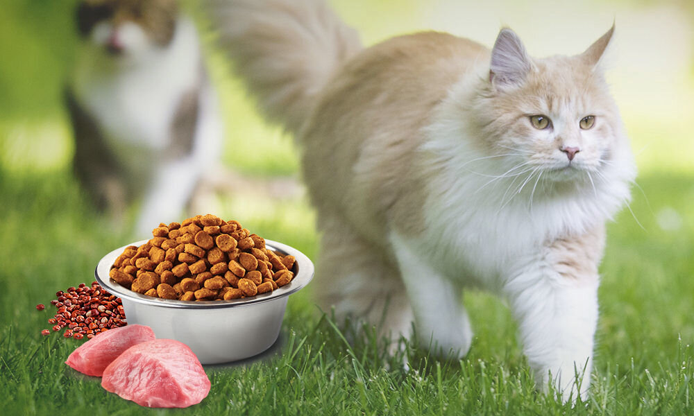 Karma dla kota FARMINA N&D Quinoa Weight Management jagnięcina, brokuły i szparagi 5 kg naturalne składniki wielkość krokietów