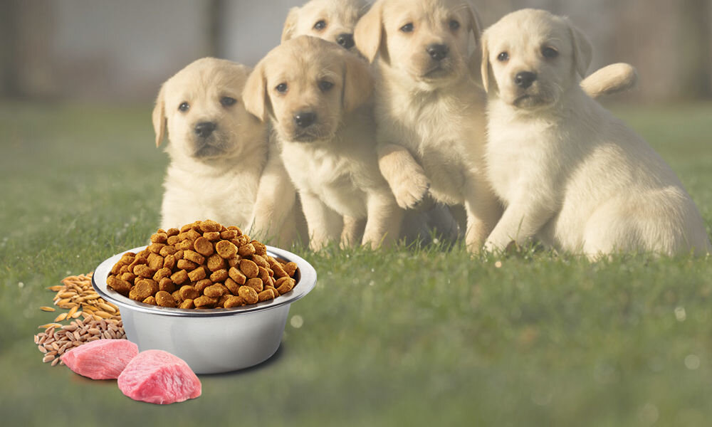 Karma dla psa FARMINA Ancestral Grain Dog Puppy Medium & Maxi Kurczak 12 kg naturalne składniki wielkość krokietów