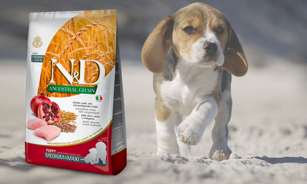 Karma dla psa FARMINA Ancestral Grain Dog Puppy Medium & Maxi Kurczak 12 kg dawkowanie analiza sklad