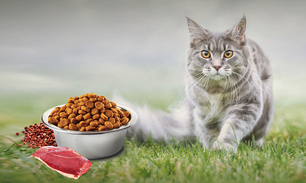 Karma dla kota FARMINA N&D Quinoa Urinary Kaczka żurawina i rumianek 5 kg witaminy pierwiastki aminokwasy