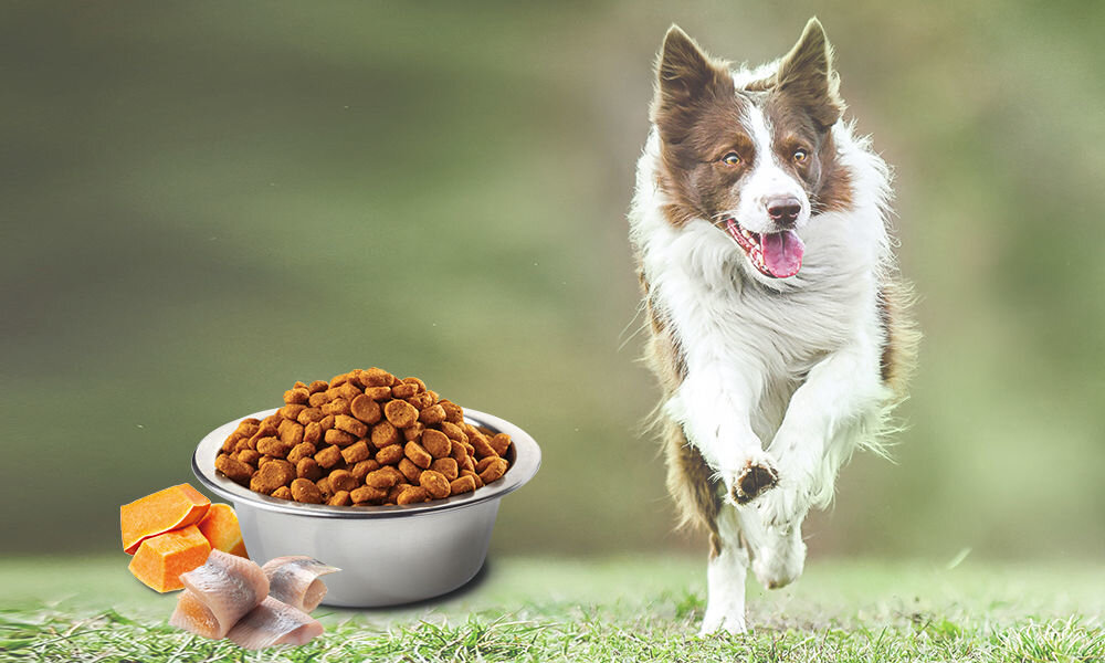 Karma dla psa FARMINA N&D Ocean Dorsz z dynią i pomarańczą 12 kg naturalne składniki wielkość krokietów