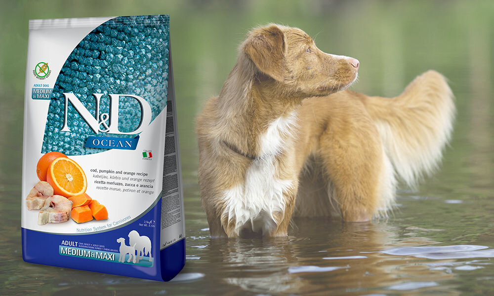 Karma dla psa FARMINA N&D Ocean Dorsz z dynią i pomarańczą 12 kg dawkowanie analiza sklad