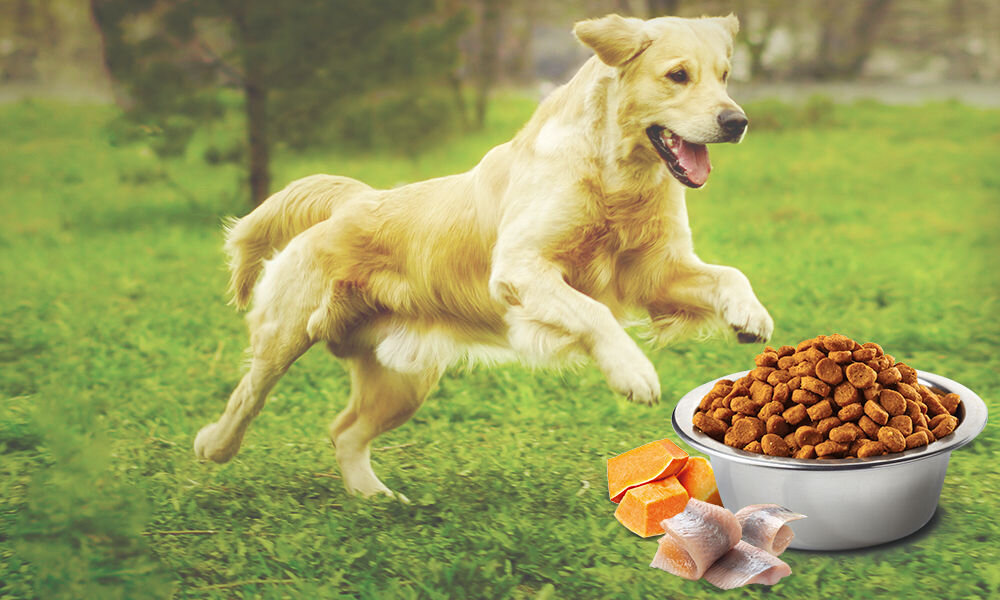 Karma dla psa FARMINA N&D Ocean Dorsz z dynią i pomarańczą 12 kg witaminy pierwiastki aminokwasy