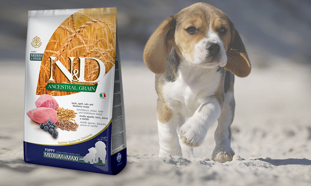 Karma dla psa FARMINA N&D Ancestral Grain Jagnięcina z borówką Puppy Medium&Maxi 7 kg dawkowanie analiza sklad
