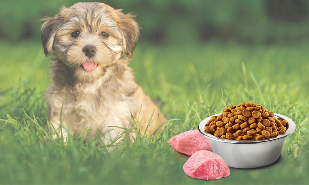 Karma dla psa FARMINA N&D Puppy Jagnięcina z dynią i borówką 12 kg witaminy pierwiastki aminokwasy