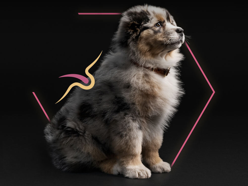 Karma dla psa PURINA Pro Plan Medium Puppy Sensitive Skin Łosoś 12 kg dodatki analiza