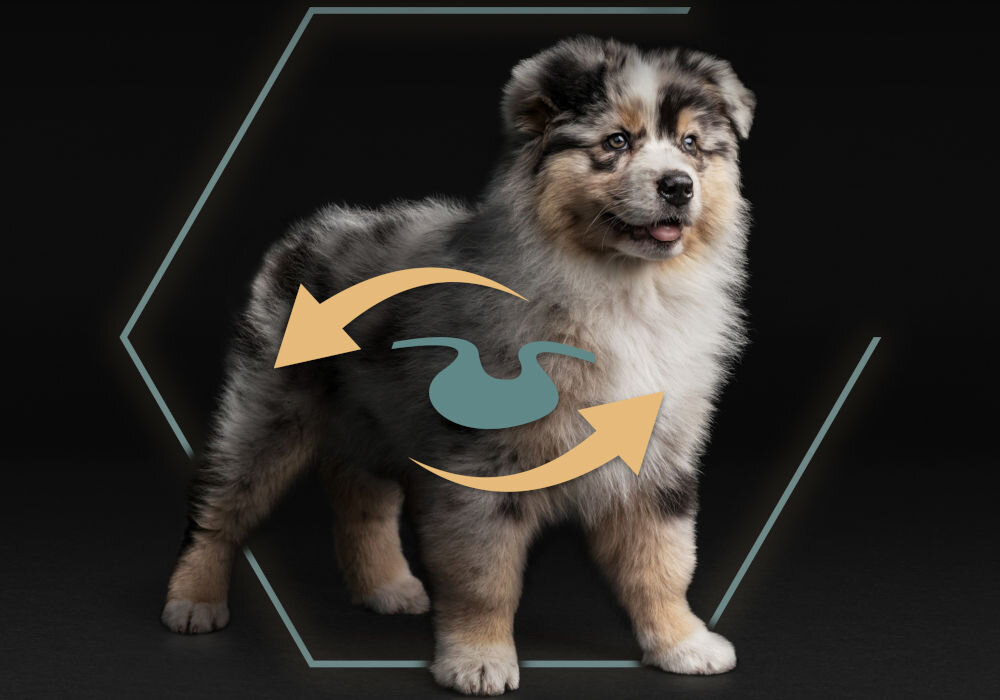 Karma dla psa PURINA Pro Plan Medium Puppy Sensitive Jagnięcina 12 kg sklad zywienie