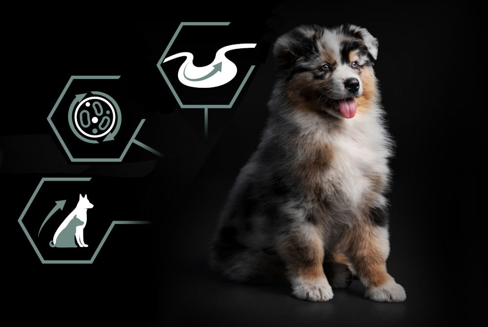 Karma dla psa PURINA Pro Plan Medium Puppy Sensitive Jagnięcina 12 kg witaminy zdrowie