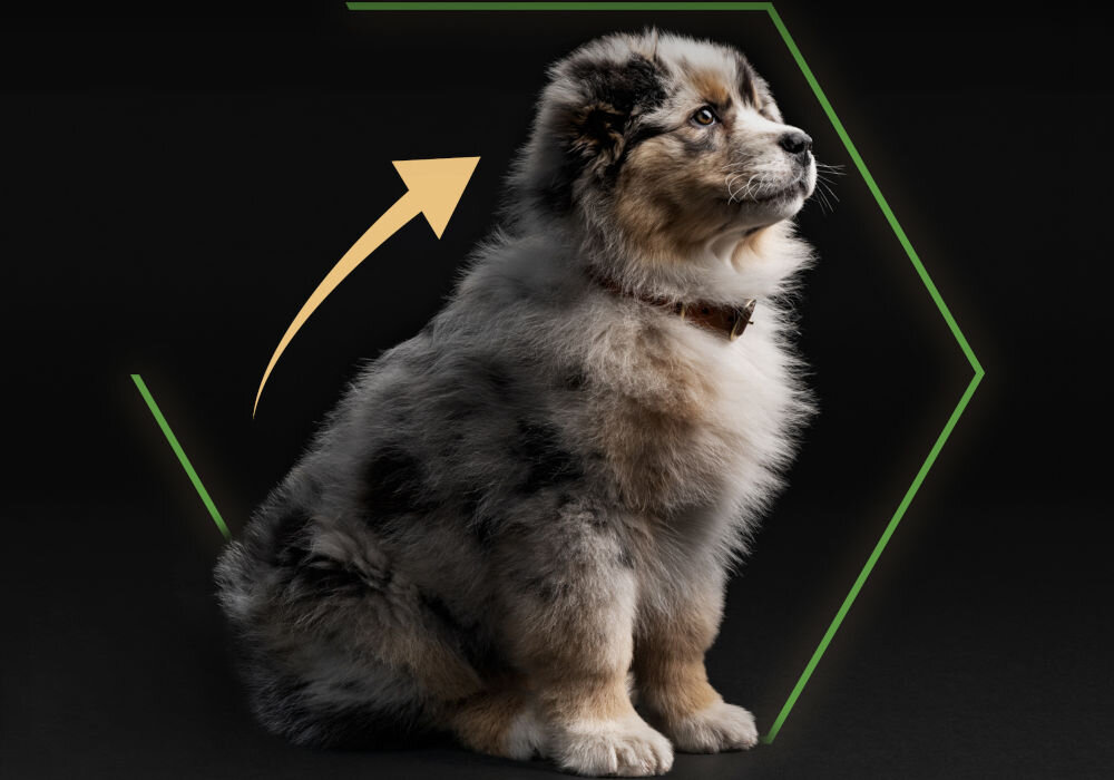 Karma dla psa PURINA Pro Plan Medium Puppy Healthy Start Kurczak 12 kg sklad zywienie