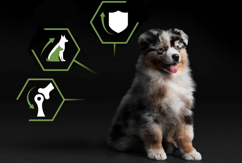 Karma dla psa PURINA Pro Plan Medium Puppy Healthy Start Kurczak 12 kg witaminy zdrowie